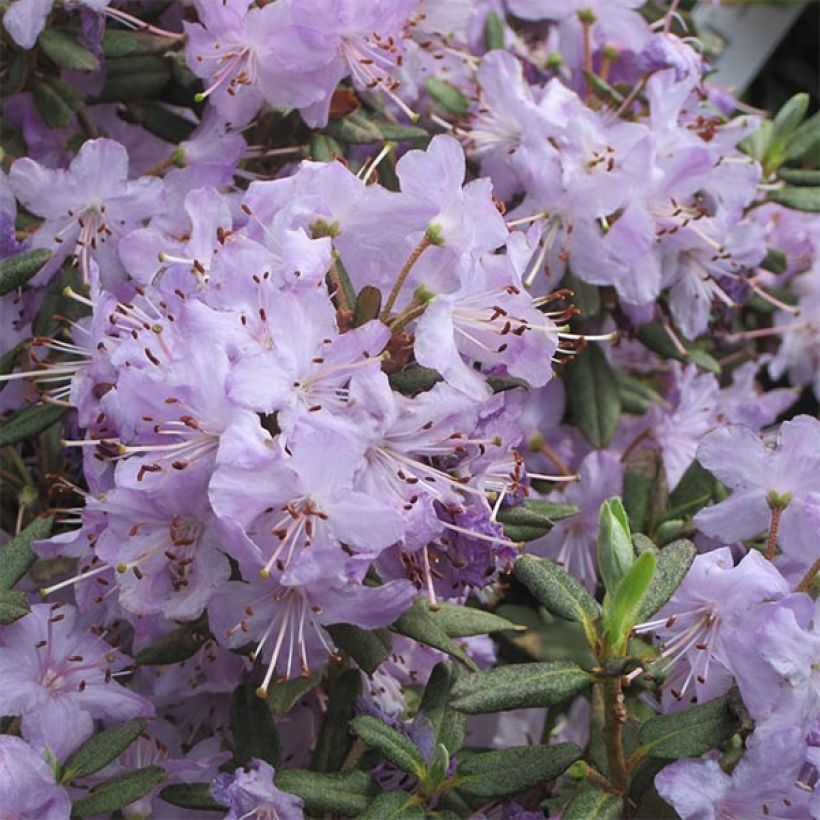 Rhododendron Blue Silver (Fioritura)