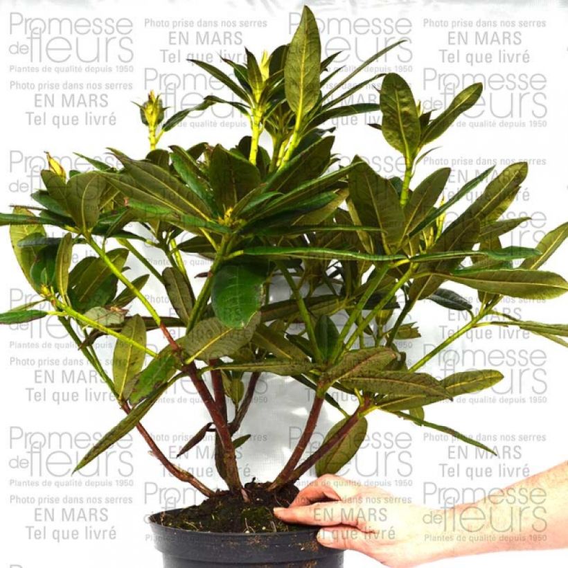 Esempio di esemplare Rhododendron Champagne - Grand Rhododendron Pot de 4L/5L come consegnato