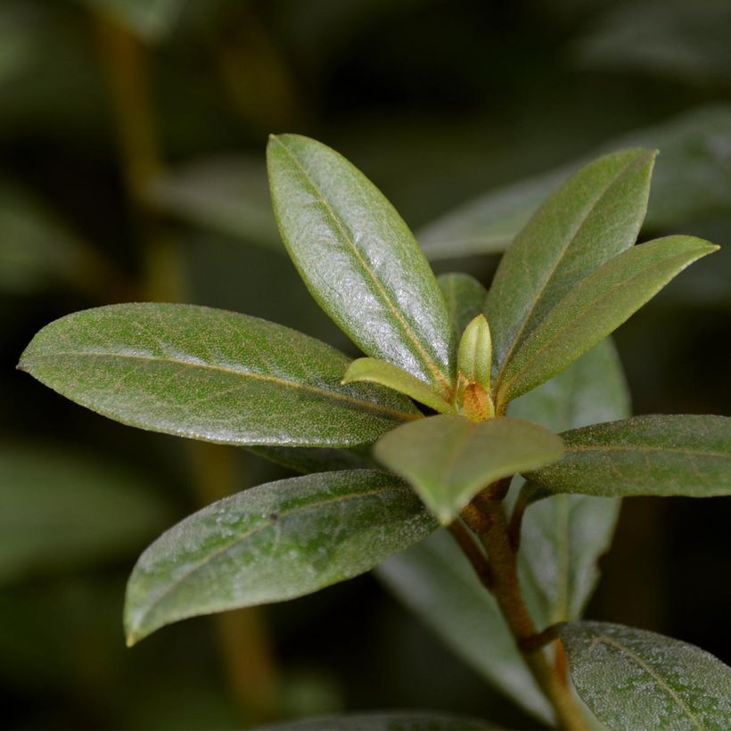 Rhododendron Champagne (Fogliame)