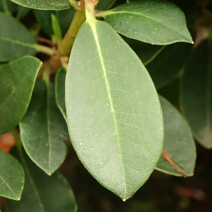 Rhododendron yakushimanum Dream Land (Fogliame)