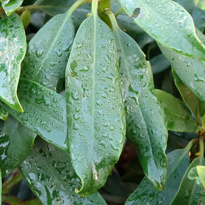 Rhododendron Easydendron INKARHO Madame Masson (Fogliame)