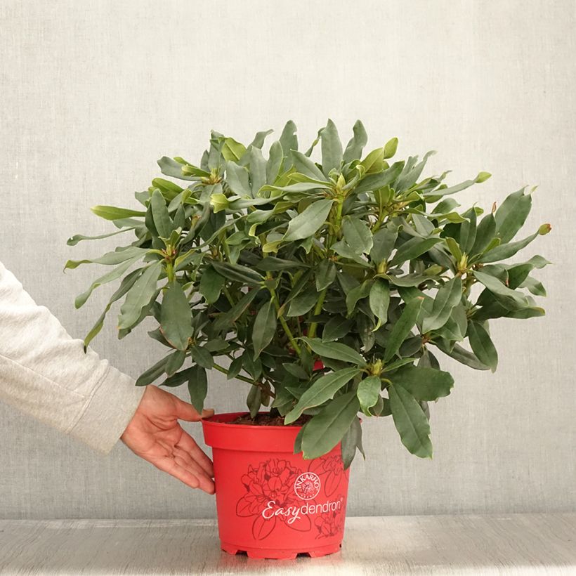 Esemplare di Rhododendron Easydendron INKARHO Madame Masson - Pot de 4L/5L come consegnato in autunno