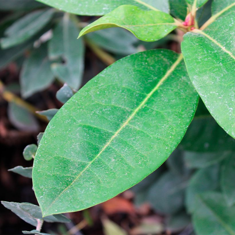 Rhododendron Gomer Waterer (Fogliame)