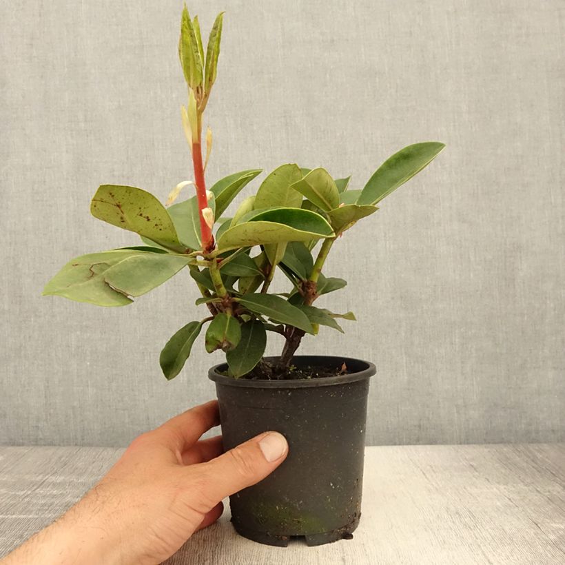 Rhododendron Gomer Waterer - Pot de 13 cm esemplare consegnato in primavera