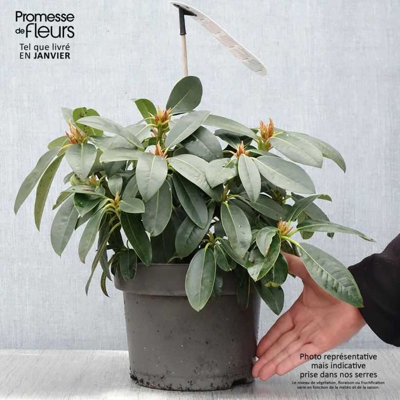 Rhododendron hybride Raphaela - Pot de 4L/5L esemplare consegnato in inverno