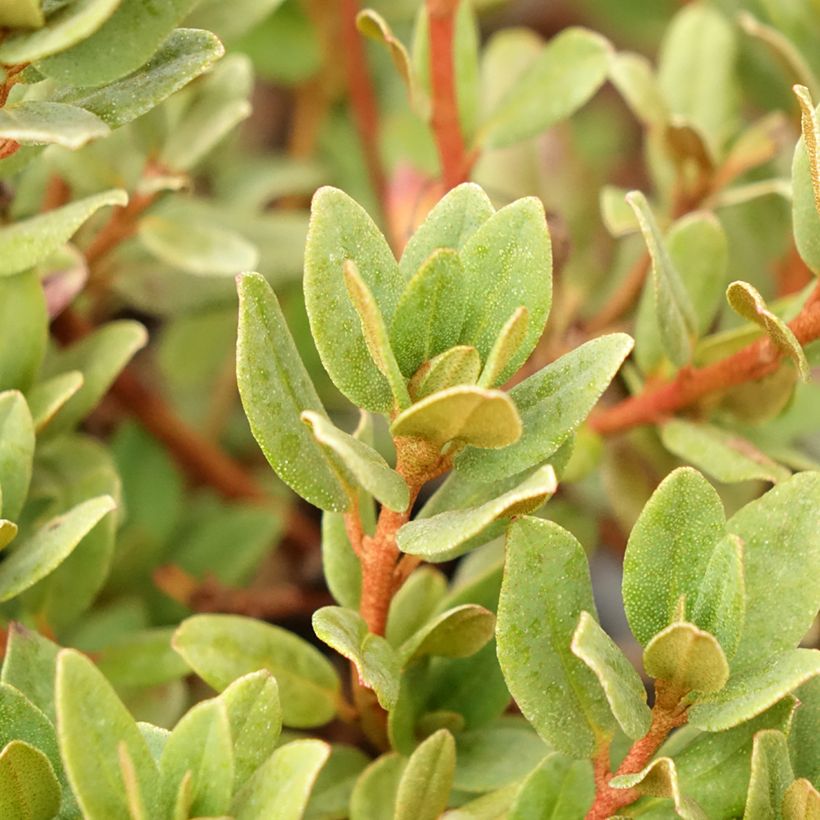 Rhododendron impeditum Ramapo (Fogliame)