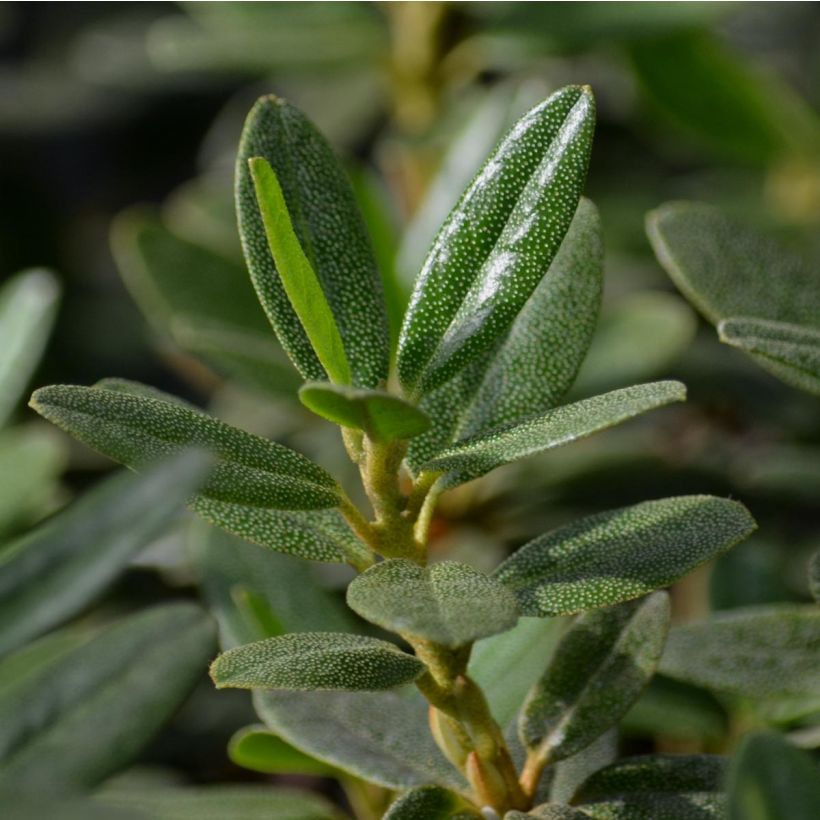 Rhododendron Rhododendron impeditum (Fogliame)