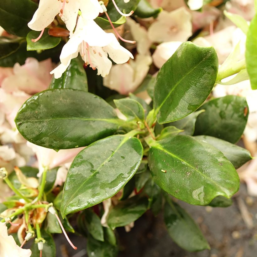 Rhododendron INKARHO Brasilia (Fogliame)