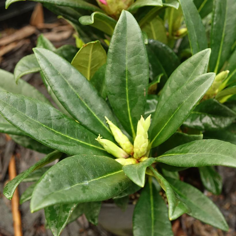 Rhododendron INKARHO Brigitte (Fogliame)