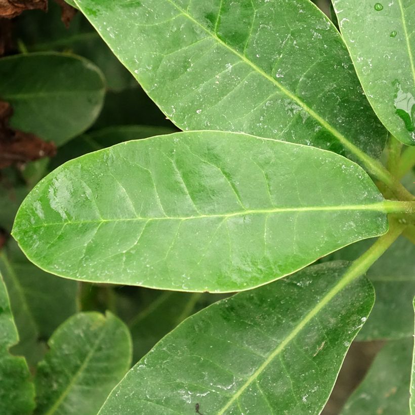 Rhododendron INKARHO Furnivall's Daughter. (Fogliame)