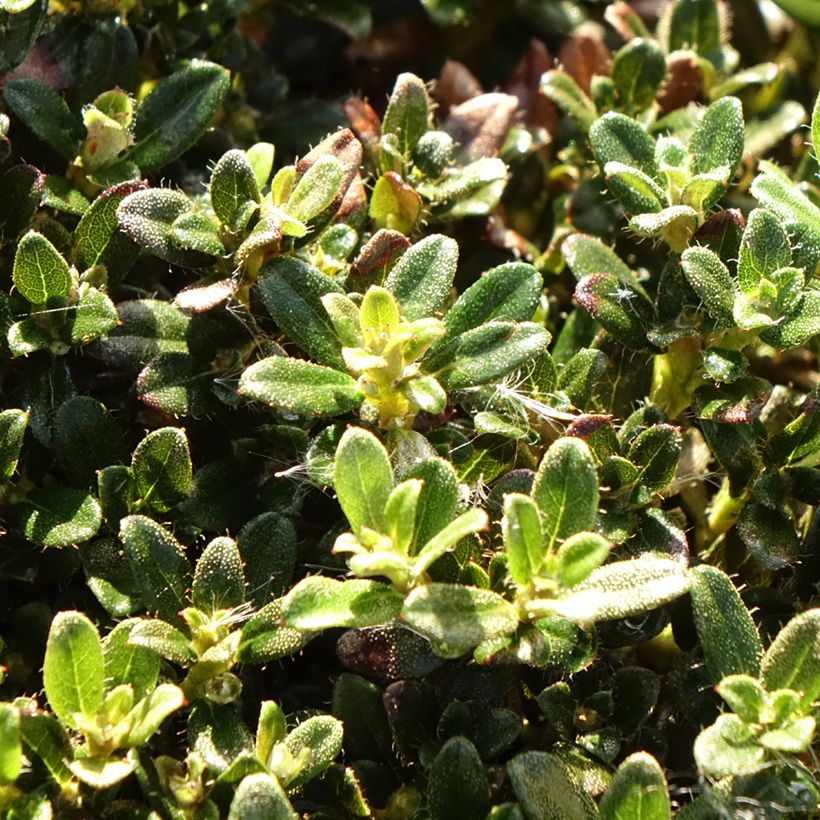 Rhododendron keleticum (Fogliame)