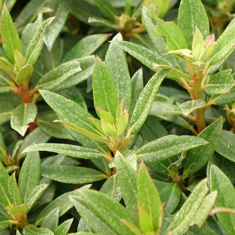 Rhododendron campylogynum var. myrtilloides Lilly Bell Pearl (Fogliame)