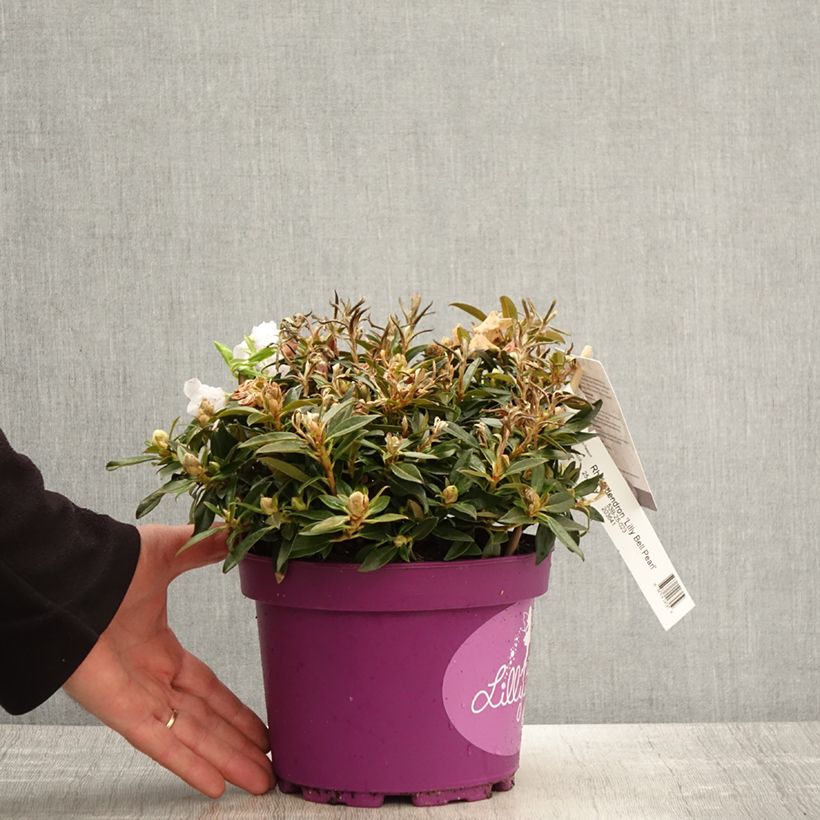 Rhododendron Lilly Bell Pearl - Rhododendron nain - Pot de 3L/4L esemplare consegnato in primavera