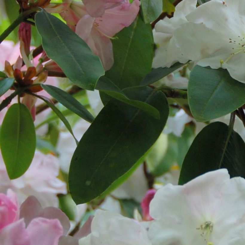 Rhododendron loderi King George (Fogliame)