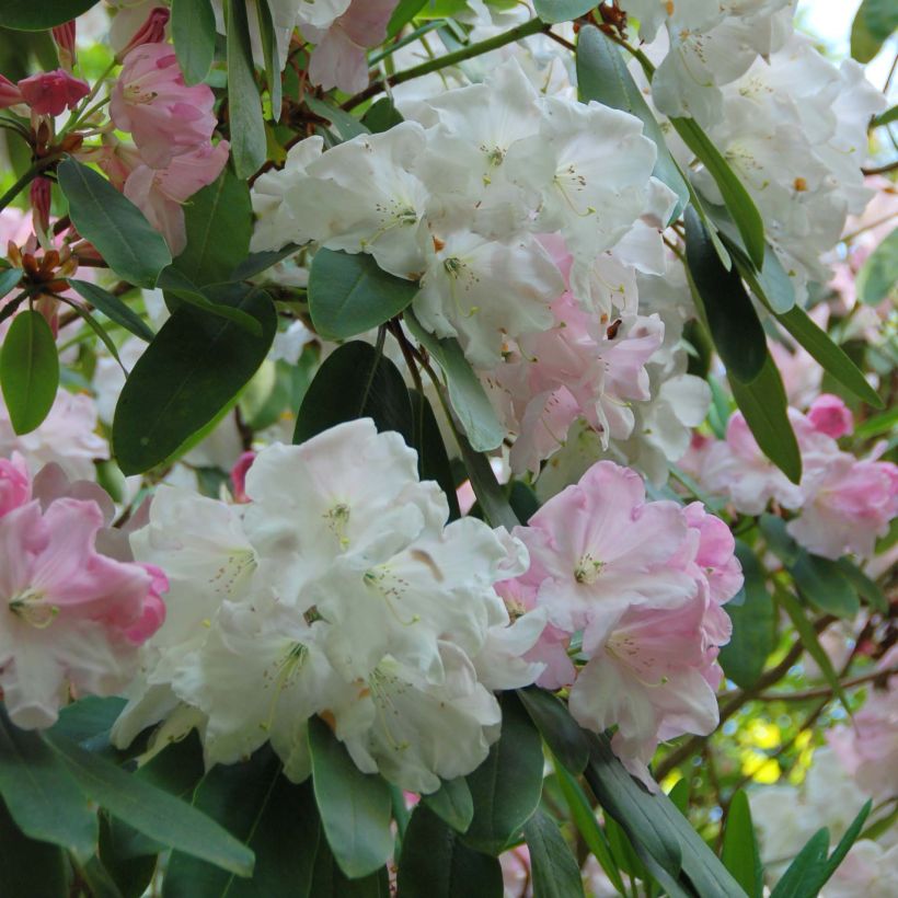 Rhododendron loderi King George (Fioritura)