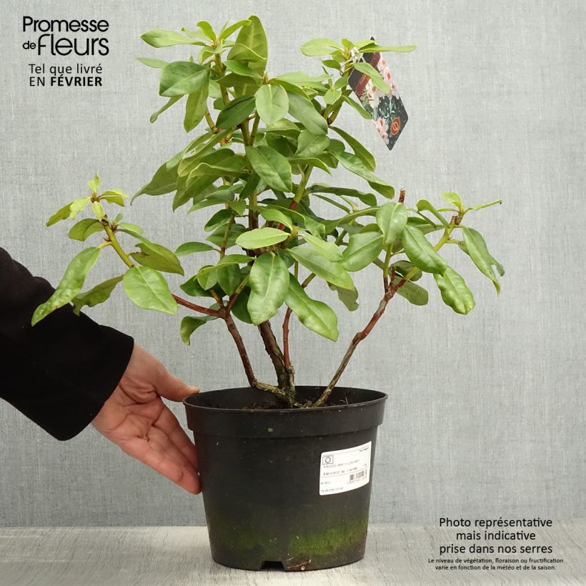 Rhododendron Mrs T.H. Lowinski en pot de 4L/5L esemplare consegnato in inverno