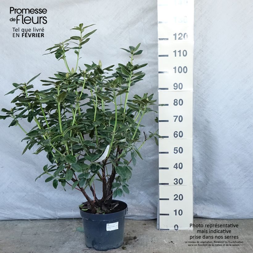 Rhododendron Mrs T.H. Lowinski en pot de 7,5L/10L esemplare consegnato in inverno