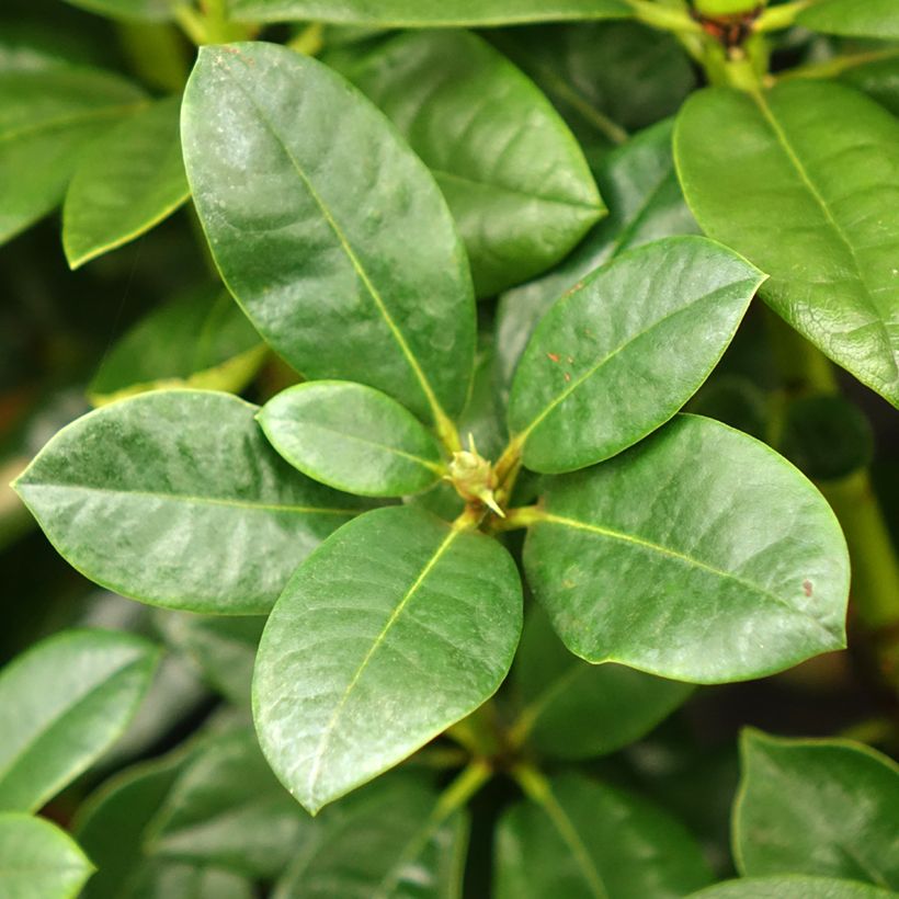 Rhododendron Mrs T.h.lowinsky (Fogliame)