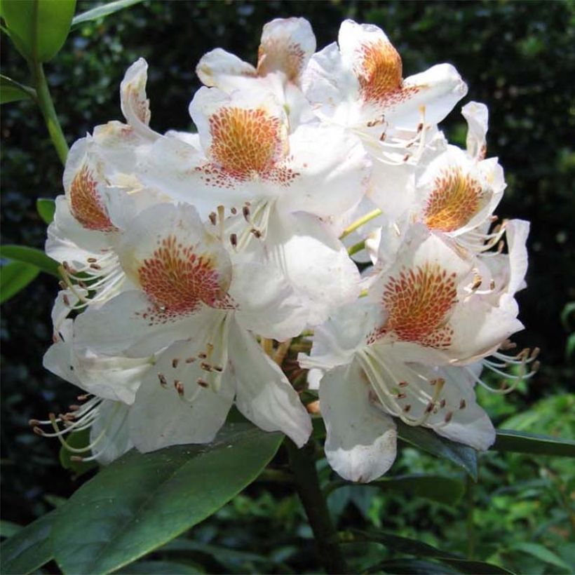 Rhododendron Mrs T.h.lowinsky (Fioritura)