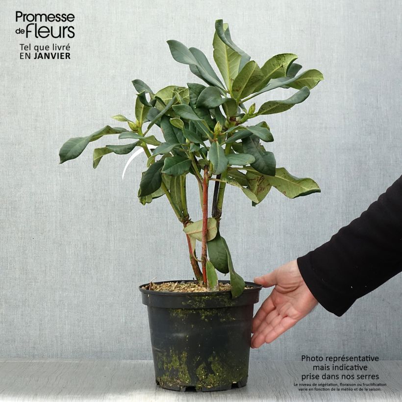 Rhododendron Polar Bear Pot de 4L/5L esemplare consegnato in inverno