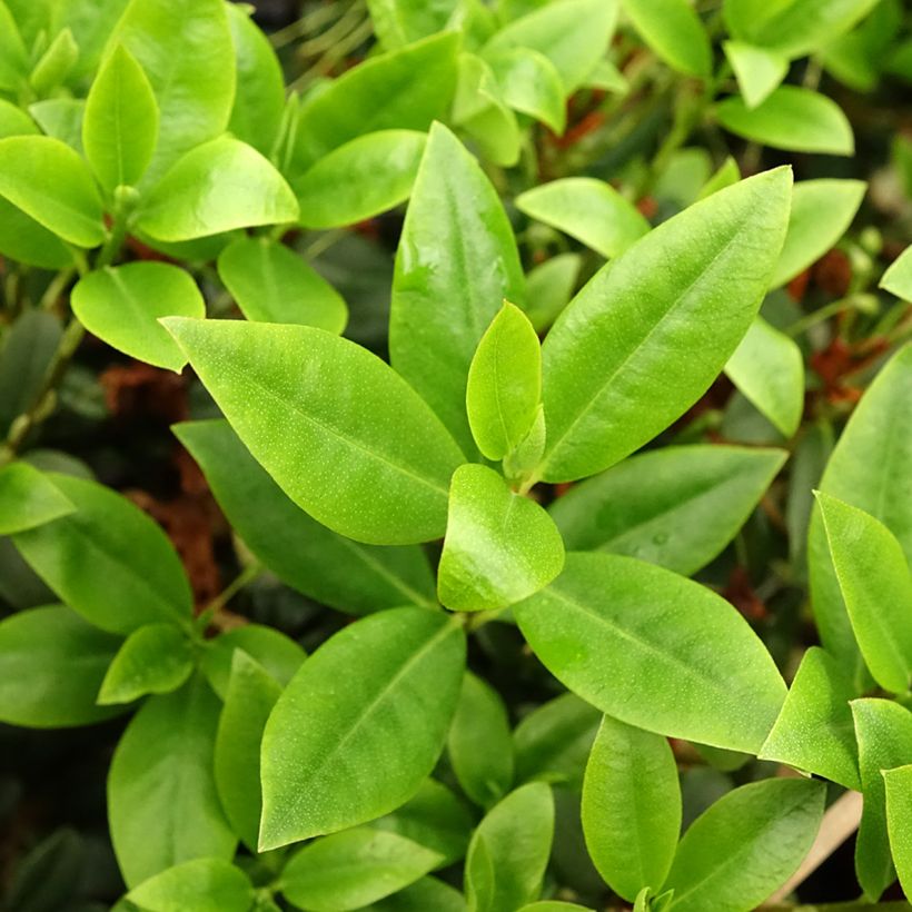 Rhododendron Princess Anne (Fogliame)