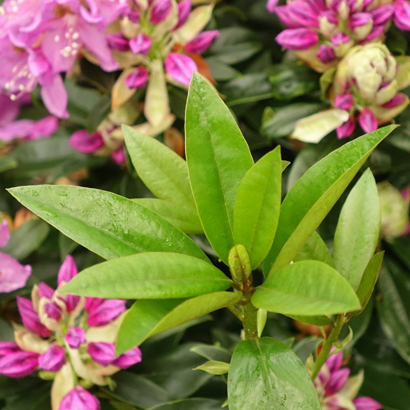 Rhododendron Red Eye (Fogliame)