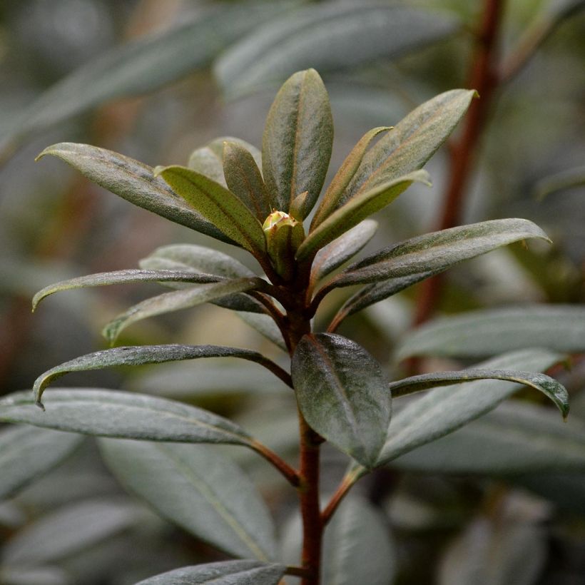 Rhododendron Saffron Queen (Fogliame)