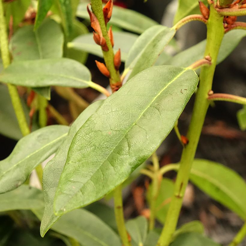 Rhododendron Sappho (Fogliame)