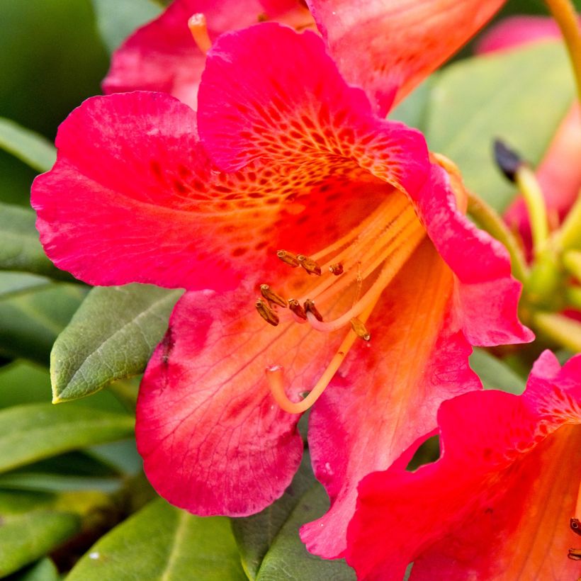 Rhododendron Scyphocalyx (Fioritura)