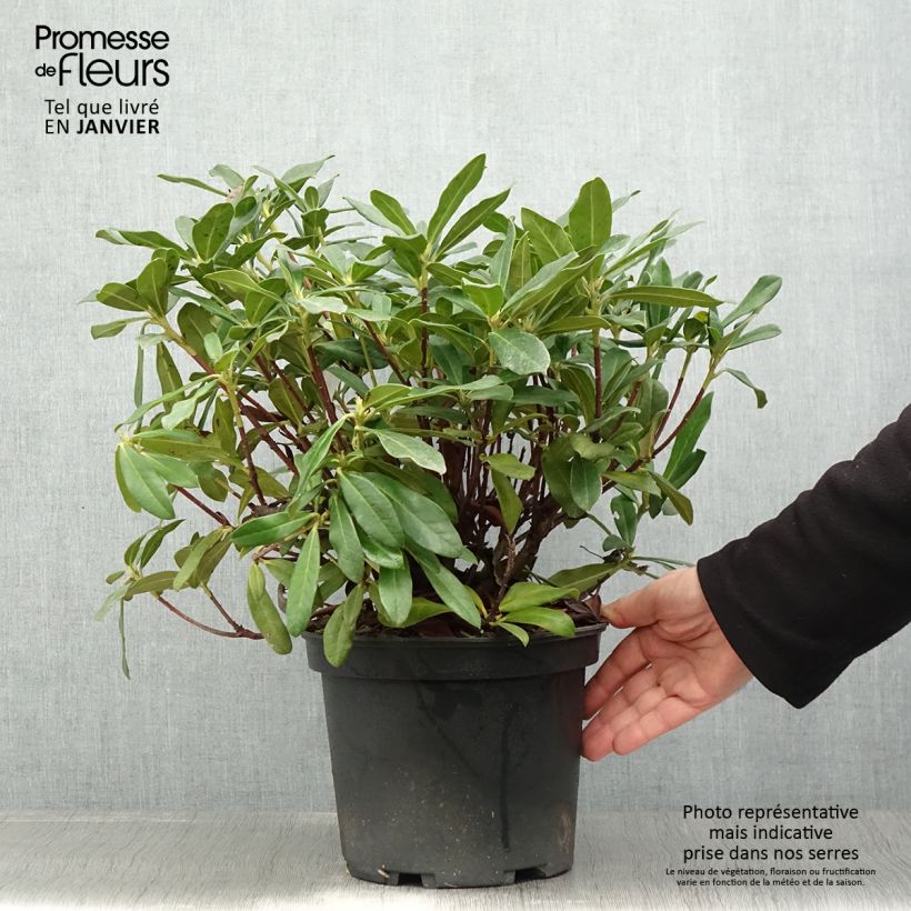 Rhododendron Scyphocalyx Pot de 4L/5L esemplare consegnato in inverno