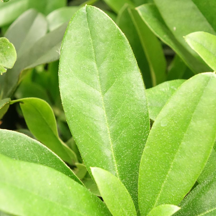 Rhododendron Scyphocalyx (Fogliame)