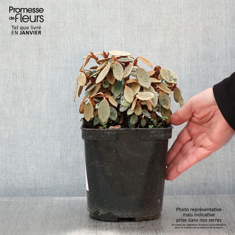 Rhododendron tsariense - rhododendron botanique Pot de 3L/4L esemplare consegnato in inverno