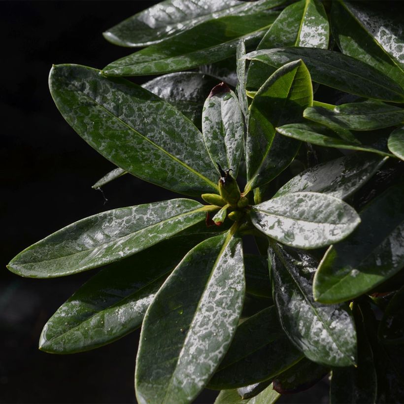 Rhododendron Unique Marmalade (Fogliame)