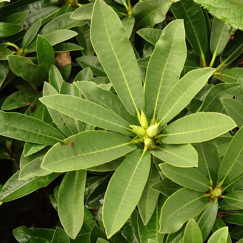 Rhododendron Wilgen's Ruby (Fogliame)