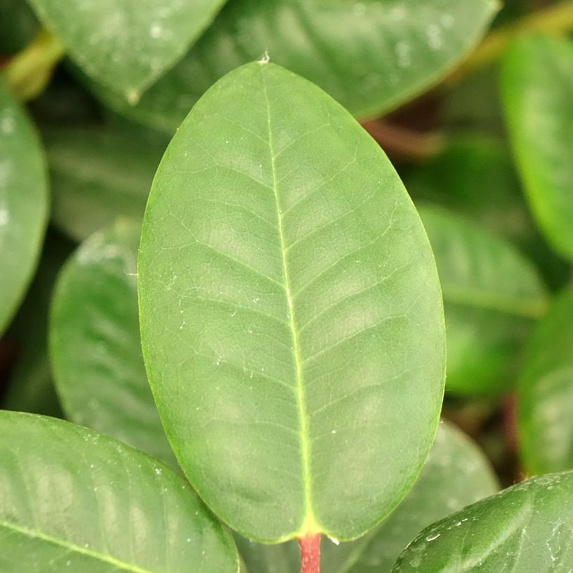 Rhododendron williamsianum Gartendirektor Rieger (Fogliame)