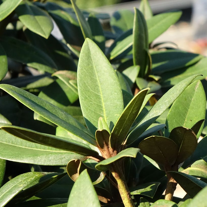 Rhododendron yakushimanum Anuschka (Fogliame)