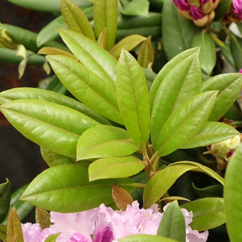 Rhododendron yakushimanum Caroline Allbrook (Fogliame)