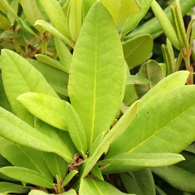 Rhododendron yakushimanum Dopey (Fogliame)