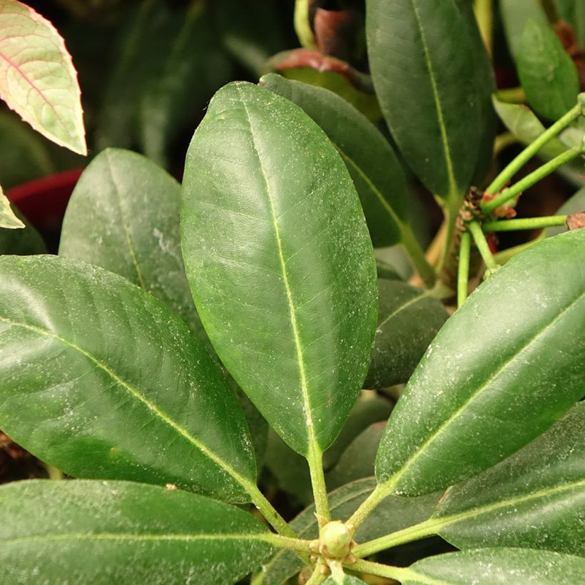 Rhododendron yakushimanum Easydendron Bohlken's Laura (Fogliame)