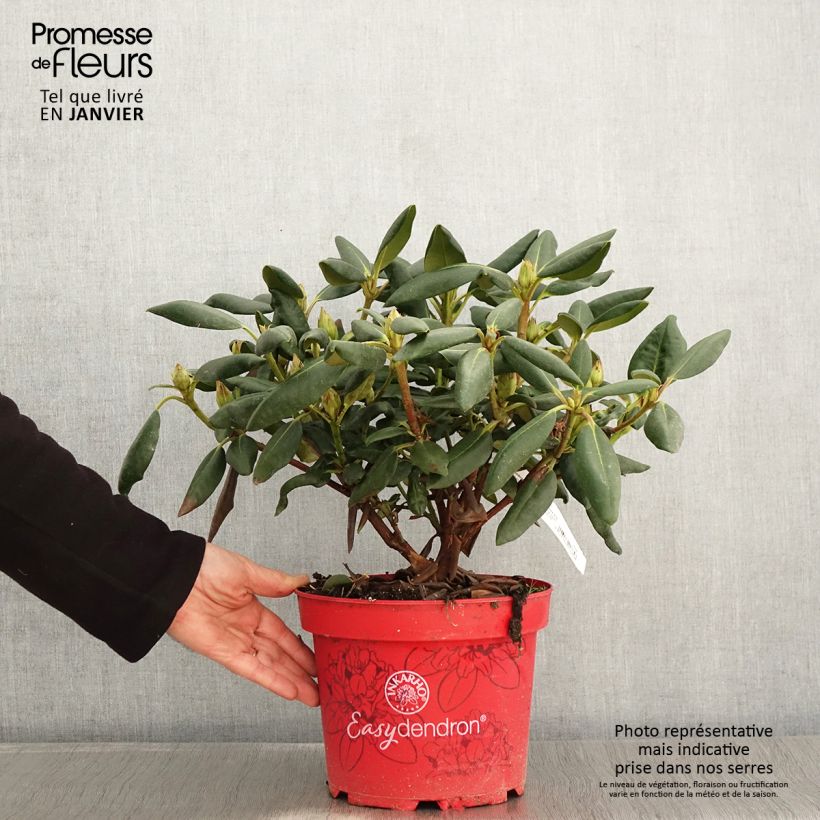 Rhododendron yakushimanum Easydendron Bohlken's Laura - Pot de 4L/5L esemplare consegnato in inverno