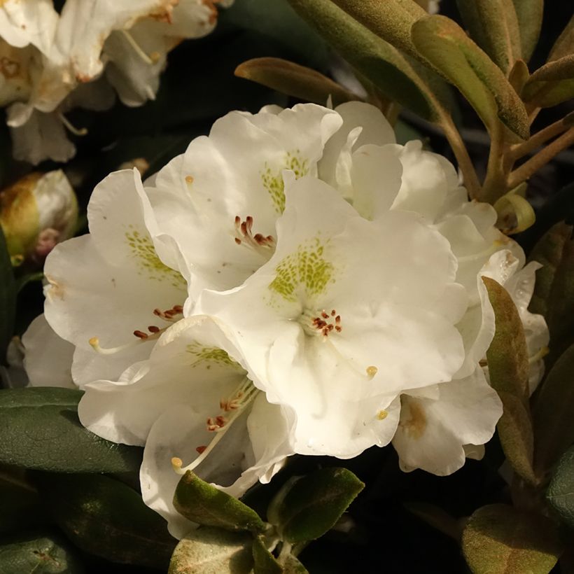 Rhododendron yakushimanum Porzellan (Fioritura)