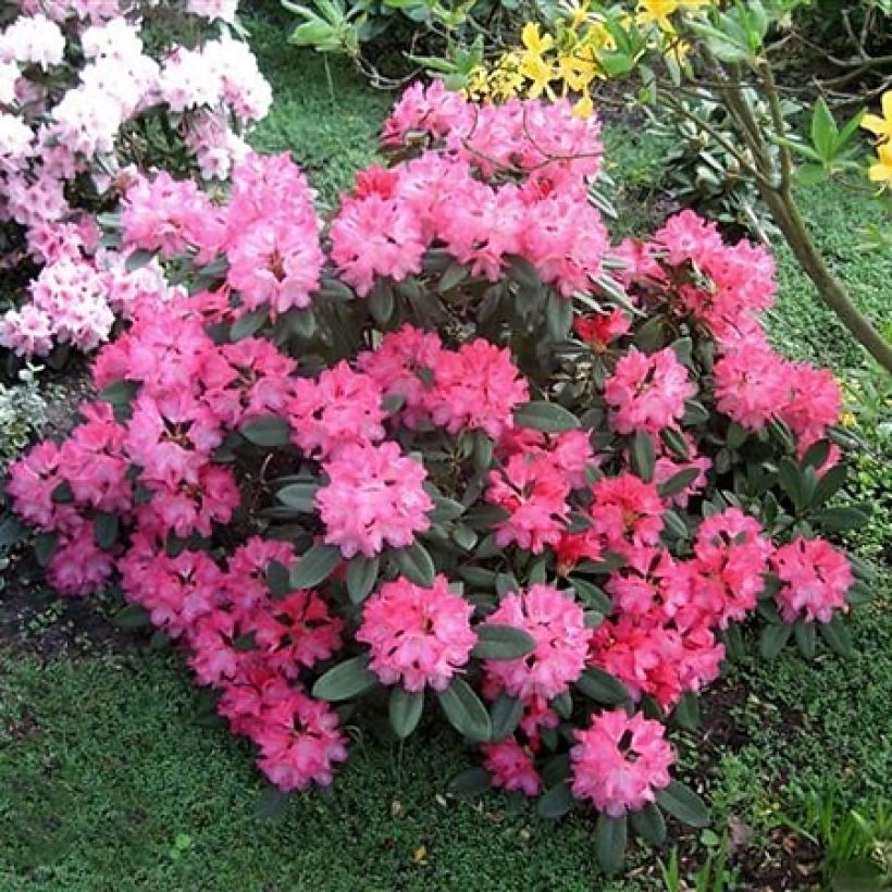 Rhododendron yakushimanum Sneezy (Porto)