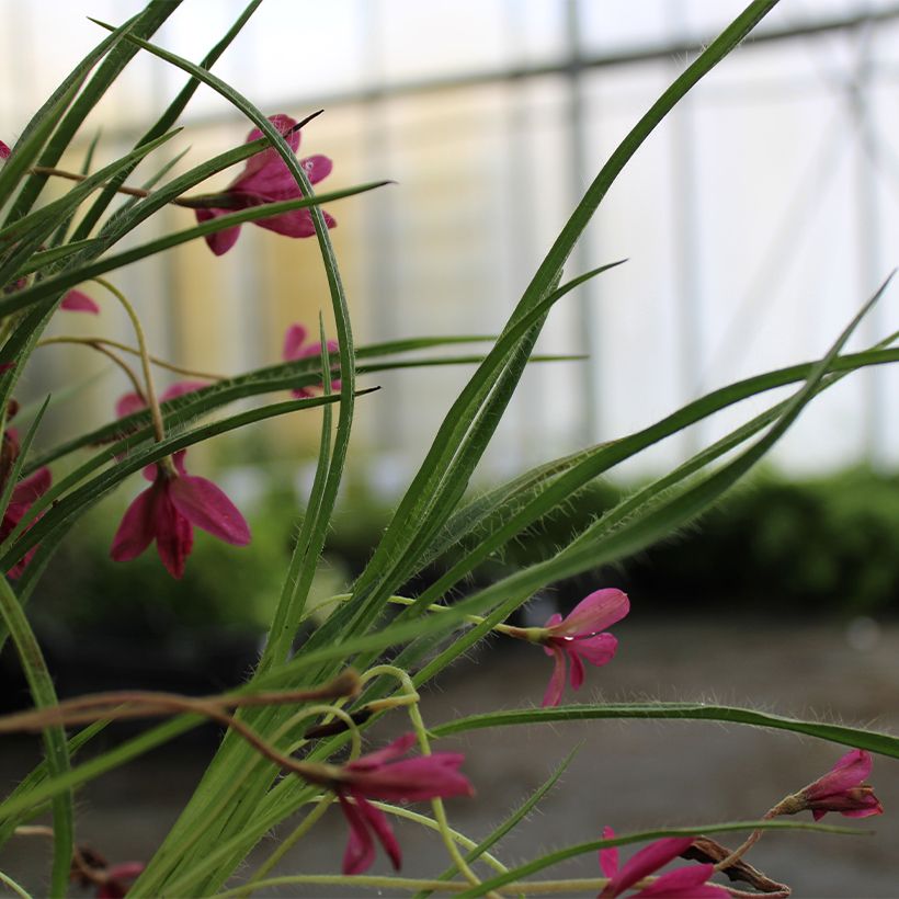 Rhodohypoxis Beverly (Fogliame)