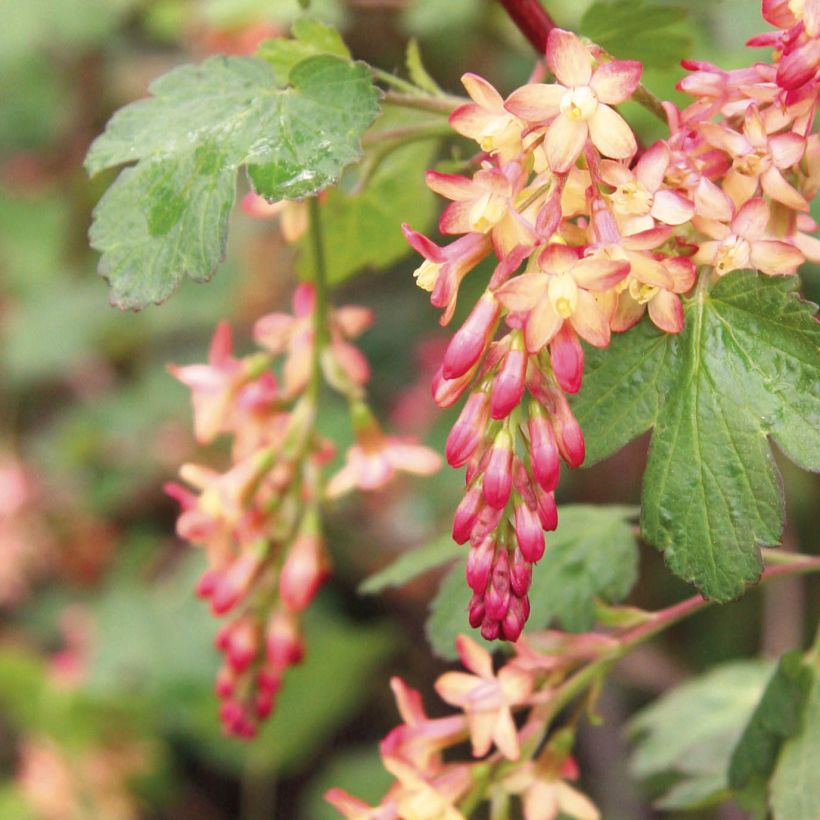 Ribes gordonianum (Fioritura)