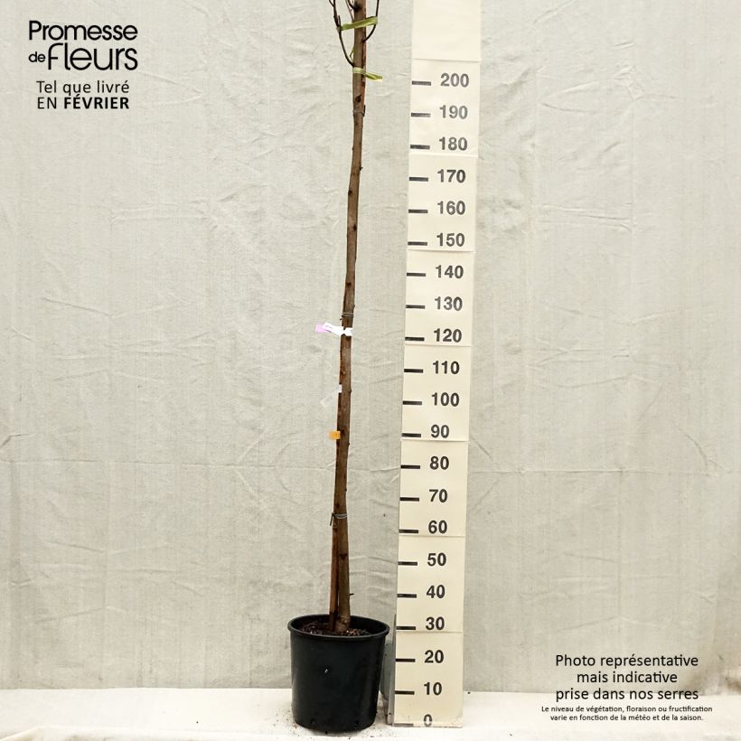 Robinia pseudoacacia Frisia - Robinier doré Demi-tige en pot de 18L/20L esemplare consegnato in inverno