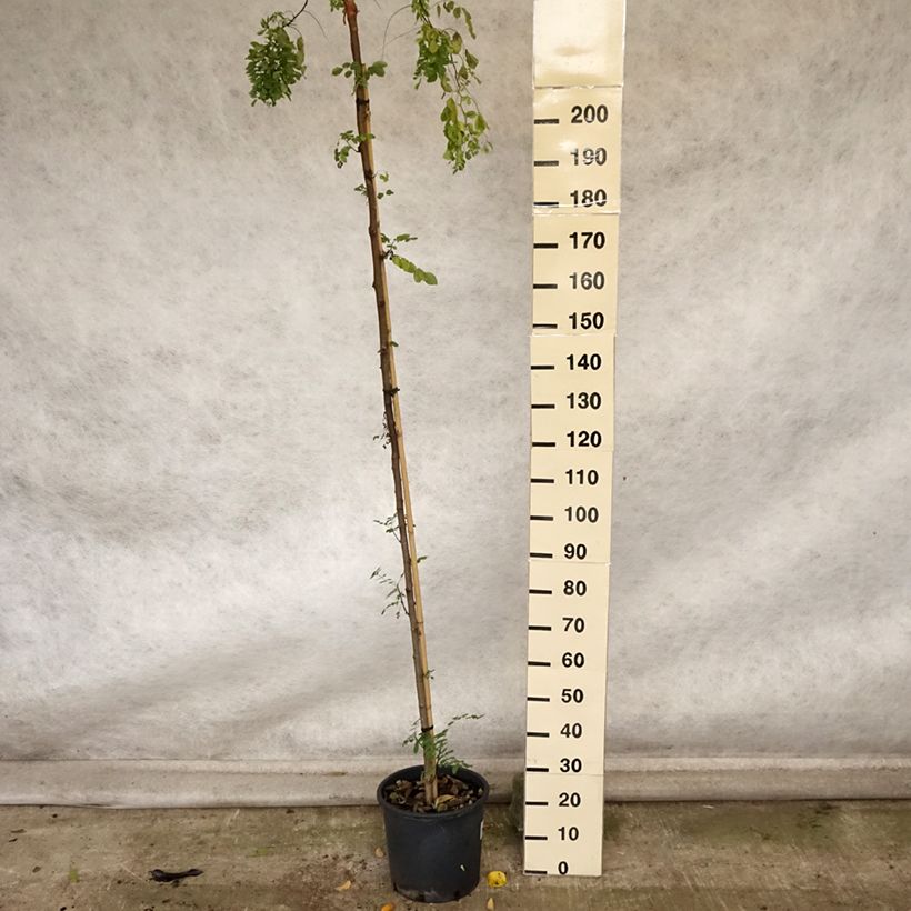 Esemplare di Robinia pseudoacacia Twisty Baby - Acacia nain tortueux. Pot de 16L come consegnato in autunno