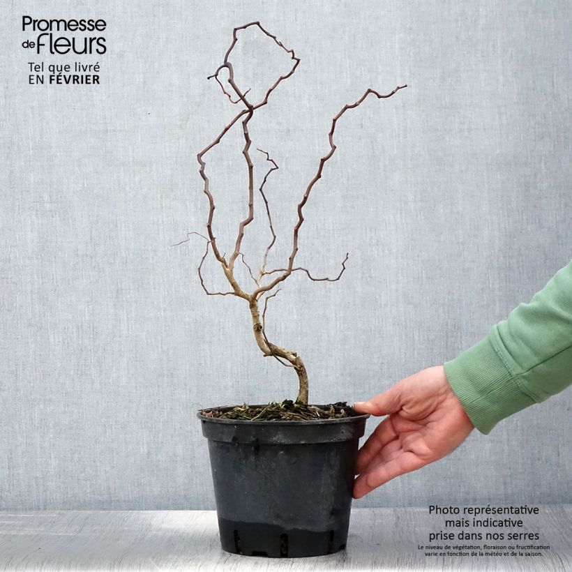 Robinia pseudoacacia Twisty Baby - Acacia nain tortueux Pot de 3L/4L esemplare consegnato in inverno