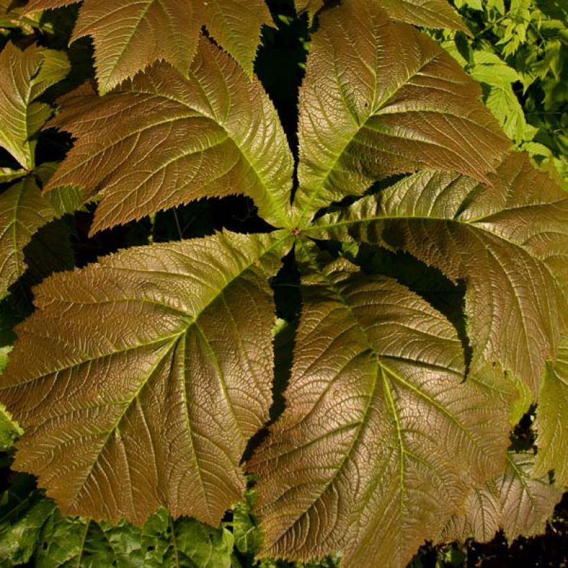 Rodgersia aesculifolia Irish Bronze (Fogliame)