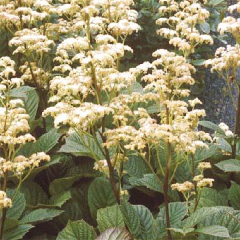 Rodgersia aesculifolia Irish Bronze (Fioritura)