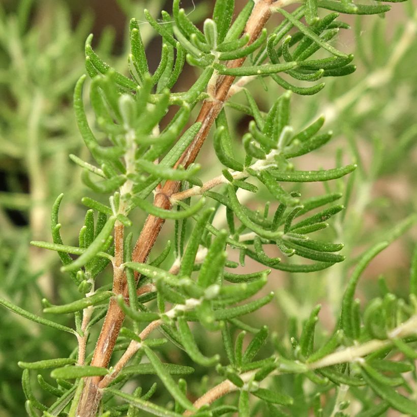 Rosmarinus officinalis Majorca Pink - Rosmarino (Fogliame)